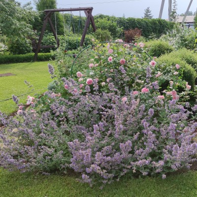 Котовник Six Hills Giant