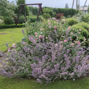 Котовник Six Hills Giant